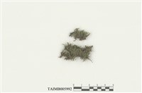 藏品(管口蘚屬)的圖片